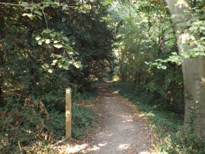 Path through Purley Beeches